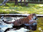 Region - Tigergehege im Tierpark Str�hen